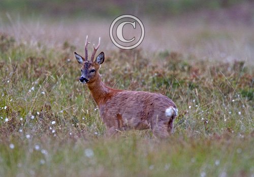 Roe Deer Buck DM0047